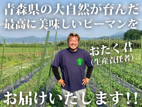 【生でも美味しい！ごちそうピーマン！】約２キロ！朝採れ新鮮「つる付きピーマン」肉厚で甘い！
