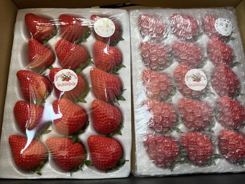 【３年連続金賞受賞！】やよいひめ 2トレー入り 約800g