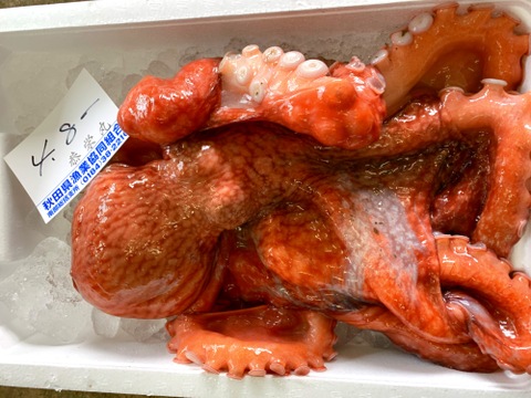 日本海産　天然ミズダコ　足　鮮魚　タコ