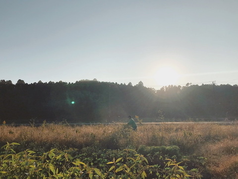 🌈小さな畑の冬野菜🌈【2〜3人分】