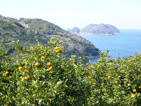 【食べ比べ】3～4種類の春みかん詰め合せ♪春かんきつお楽しみ箱【贈答用(特選品)】5kg zzz1-5