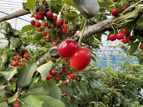 【 やまがた紅王 】さくらんぼ 山形県産 500g訳あり【 お試し商品 】大玉品種、パリッ甘い絶品の訳あり品😋🍒