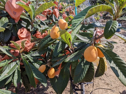 🍋びわ　大きさ不揃い  ３０個入り