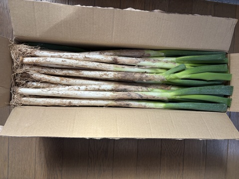 ✅🎁人気NO.2🚩✅【冬タイムセール】🎁至福の極甘ネギ❗️❗️⭕️Mサイズ【3本増量】30本❗❗3,080円→980円<約3kg>✨信州産✨【特別栽培】✨