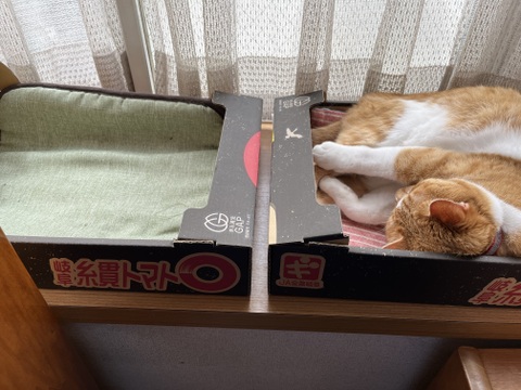 人気商品が帰ってきました！大玉トマト（傷、歪み）約4k