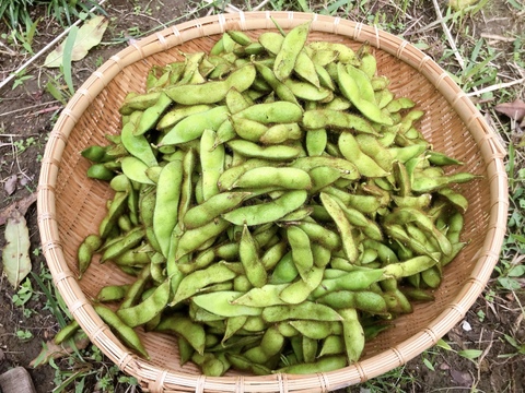 黒豆の枝豆 2kg（枝なし）【無肥料・栽培期間中農薬不使用】