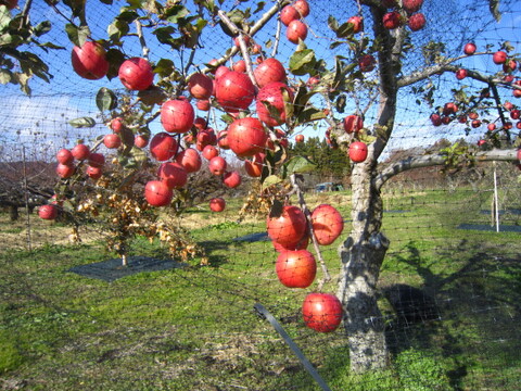 樹上完熟サンふじ 御贈答用には惜しい総重量 約4.5kg前後 青森県 南部地方産 自家りんご農園生産直送品！