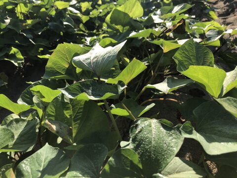 庄内平野の豊かな地下水と海からの潮風香る砂丘地で育てたさつまいも「紅はるか」　食べきりSサイズ 中心