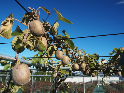 「アップルキウイ」甘い！黄色果肉種　1kg