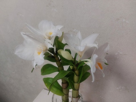 【アワード受賞福袋】箱いっぱいの蘭・フォーミディブル＆ミニシンビジウムの切り花❁⃘*.ﾟいろんな蘭が楽しめるお楽しみ福箱