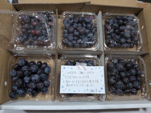 摘みたて 農薬不使用 千葉県産 生ブルーベリー 加工用 B品100g×6パック