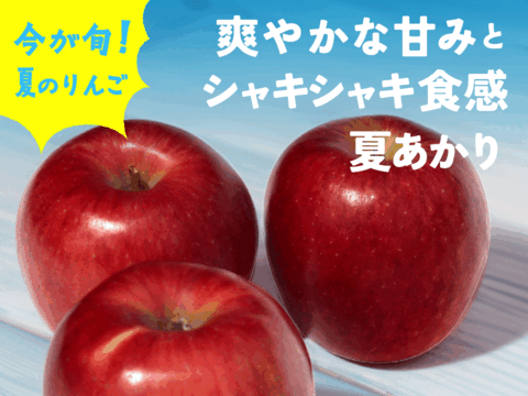 ご予約完売！【毎年収穫前に売り切れます！】夏あかり 3キロ箱 小玉品種〜18玉 商品ID40928 長野県 信州 安曇野 リンゴ 幻 幻のリンゴ 予約 希少 旬