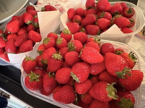 よつぼし☆小粒2kg