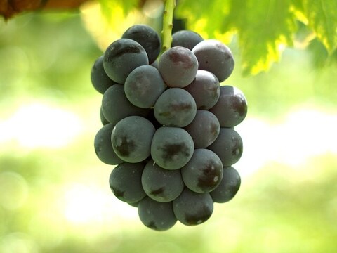 【ギフト】大粒ぶどう詰め合せ3種　1.8㎏