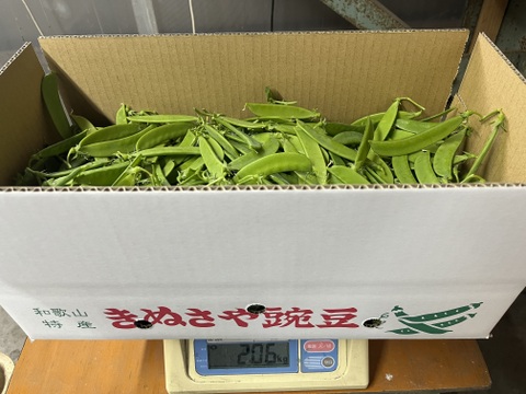 和歌山県産【絹さや】（秀品）500g