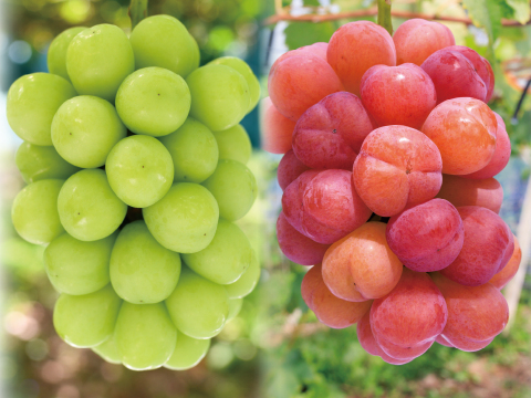 花笑み農園　岡山の10月おすすめブドウ2種1kg【10/1～順次発送】2M-1L