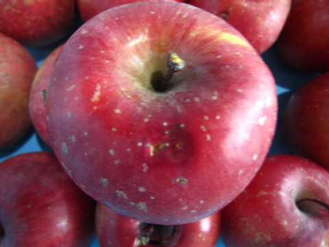 訳あり樹上完熟サンふじ 総重量 約4.5kg前後 青森県 南部地方産 自家りんご農園生産直送品！