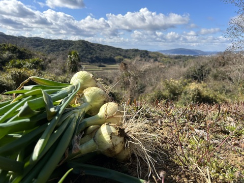 甘くてやわらかい【淡路島産】新玉ねぎ　5kg