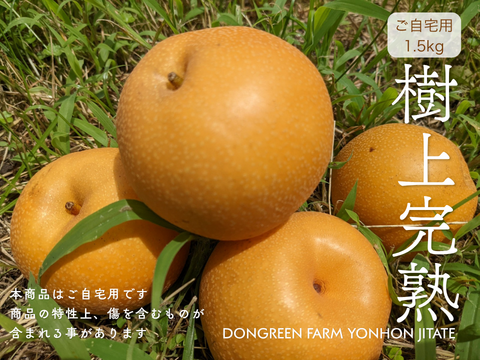 【静岡県産】志太梨（ご自宅用1.5kg前後）