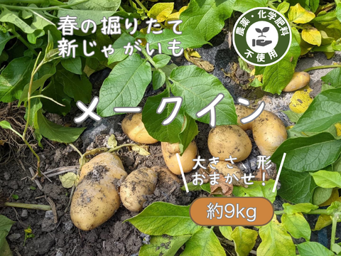 春の掘りたて!田んぼでのメークイン(9kg)/静岡県産農薬不使用