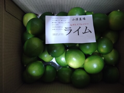 小さいライム　１．８ｋｇ