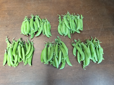 甘くてパリッ！スナップエンドウ 500g【すぐ出荷・2週間限定】