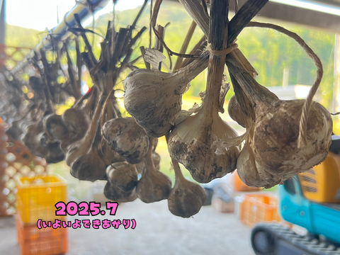 【自然農法で栄養満点】にんにく⭐︎500g⭐︎尾道市産【農薬•肥料　不使用】