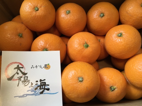 愛媛の清見☆小玉サイズ☆ご家庭用☆3kg