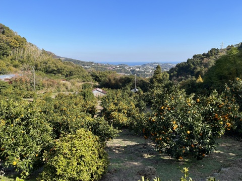 【限定100セット】大津四号100%「もぎたて」と「熟成」飲み比べみかんジュース（180ml x 2本・ギフト箱入り） 【母の日ギフト】