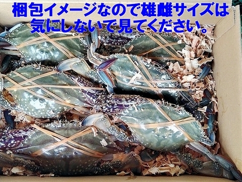 活梱包！日本三景松島産★ワタリガニ　オス中サイズ　4kg（約16-18杯）がさみ　ガサミ　渡り蟹 わたりがに
