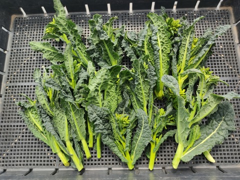 ✨【今だけのご馳走】黒キャベツの親子セット（ベビーネロ（花芽）＋カーボロネロの葉セット）｜食感も味も2度おいしいイタリア野菜✨農薬・化成肥料不使用