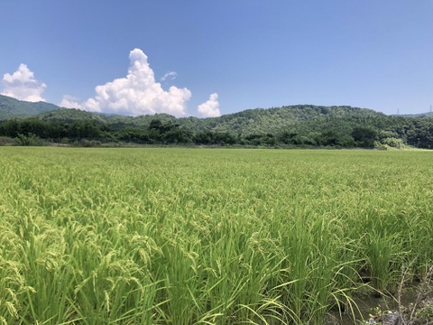 奥養老産コシヒカリ5kg【令和6年産】