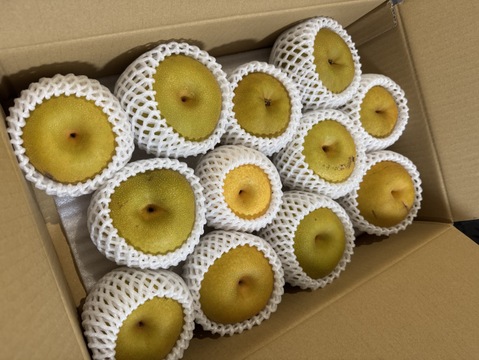【農薬節減】もぎたて!! 梨 訳あり「幸水」5kg(10〜16玉) ご自宅用に!! 5キロ