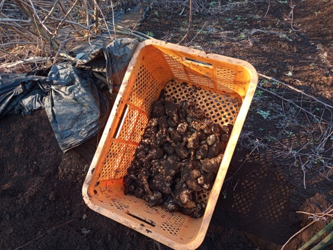 【話題のスーパーフード!!】　菊芋 1kg (250gx4p)