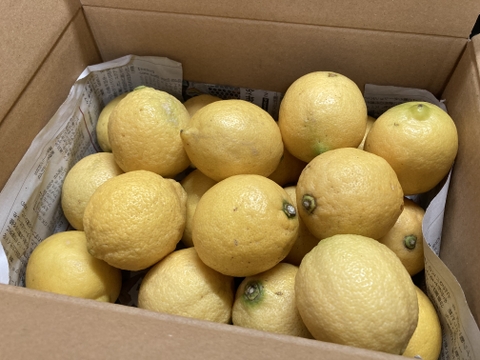 防腐剤、ワックス不使用　皮ごと使用  広島県産レモン良品　２ｋｇ(約20個入）