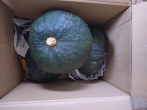 のこりわずか栗カボチャ　ブラックのジョー