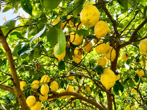 広島県産フレッシュ！夏レモン《約20個入》4kg