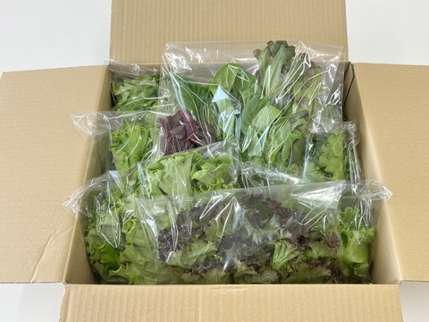 箱入娘の新鮮野菜！『デリサラダ』1㎏