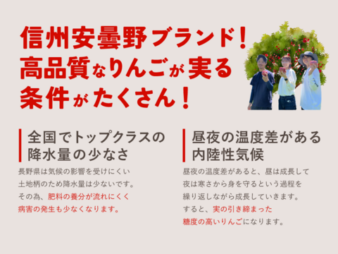 【有名パティシエ鎧塚さんがタルトタタンを作ってくれました！】紅玉5キロ箱 極小玉有り 商品ID66432 長野県 信州 安曇野 リンゴ 幻 幻のリンゴ 予約 希少 旬