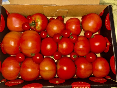 予約1月下旬から予約順で発送【特別栽培農産物の取得】＼訳あり／受賞歴３回！ソムリエトマト2kg前後（8玉～16玉) ②のオマケ❗️ソムリエミニトマト　ダイヤ【食べ比べ】