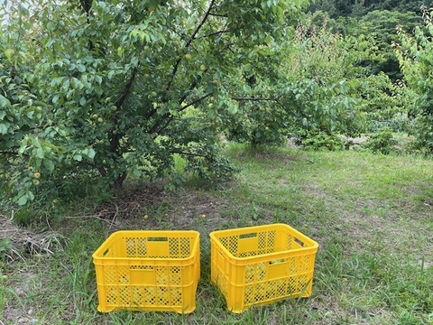 【訳あり半額】訳あり自然栽培青梅・黃梅大小混合、斑点多め。3kg。カットしてジャムなどに使って頂ける方