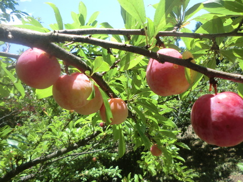 自然栽培すもも　冷凍カット　フリーザーバック入り ５００ｇ