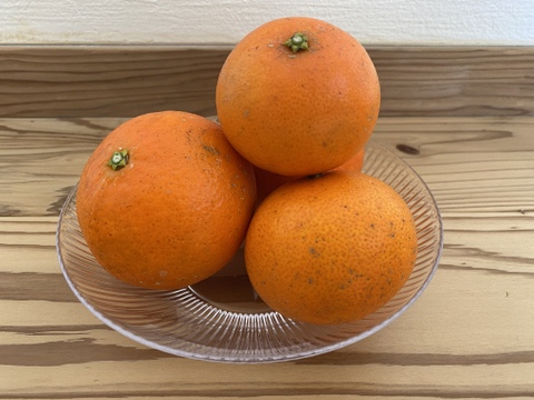 【期間限定！希少な柑橘】天草‐あまくさ‐【5㎏】