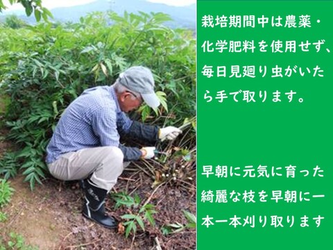 日本山人参粉末（ヒュウガトウキ）６０ｇ栽培期間中は農薬・化学肥料不使用、本場大分県産　品質に自信あり