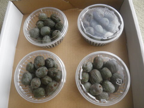 サル梨 （こくわ） の完熟果実 ４パック ５００gマタタビ科 幻の果実