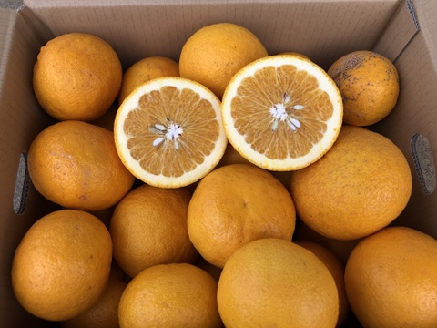 甘夏 サイズ混合 国産 静岡県浜松市産 (約８kg）