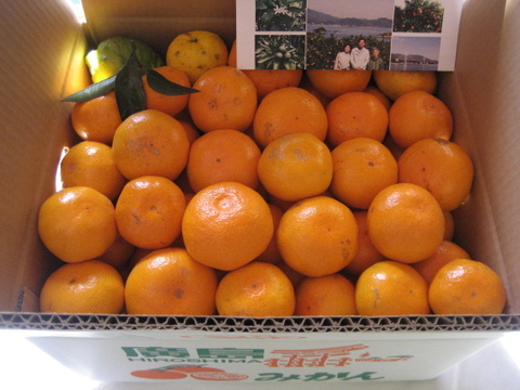 傷みかん10kg 有機肥料100 化学合成農薬半分 広島県産のみかん 柑橘類 食べチョク 産地直送 産直 お取り寄せ通販 農家 漁師から旬の食材を直送