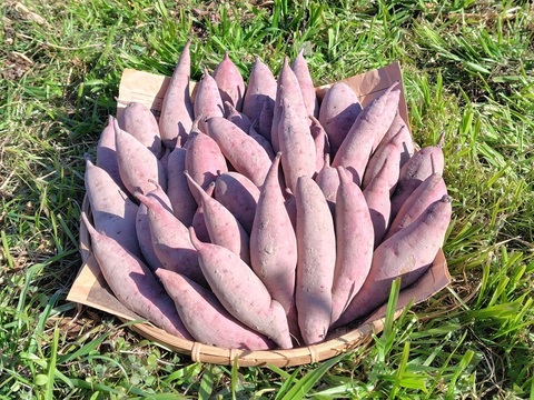 自然栽培さつま芋「べにはるか5kg」（小～中サイズ・焼き芋に適した蜜芋タイプ、栽培期間中農薬・肥料不使用）