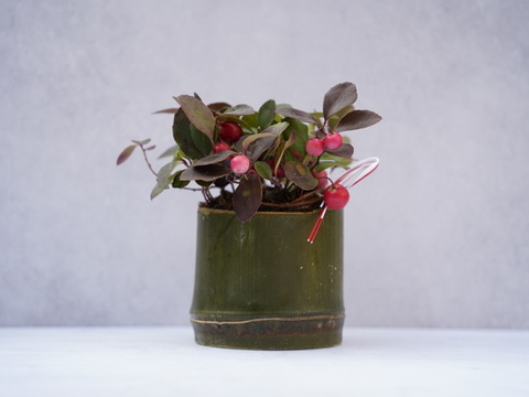 ミニ盆栽【チェッカーベリー✖️竹筒】高さ15cm × 横14cm