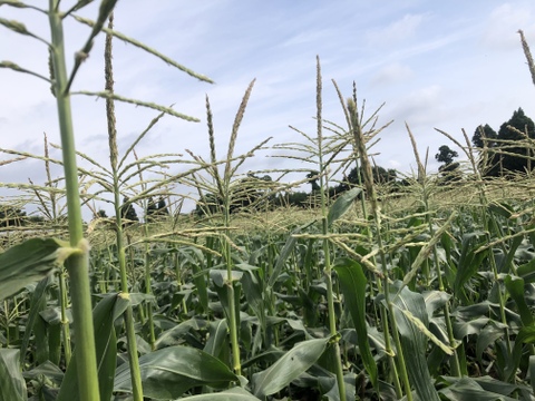 留守農場の朝穫れスーパースイートとうもろこし🌽バイカラー　感動の甘さをお届け　(Lサイズ６本)